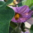 꽃가지화원 이미지