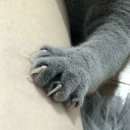 손톱세운고양이
