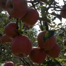 녹색농심인삼마을 이미지