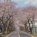 가장 먼저 봄이 찾아온 제주, 벚꽃과 유채가 만개하다. 알아보기 이미지