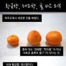 레드향 이미지