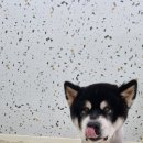 원더풀펫살롱 이미지