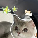 캣푸치노 이미지