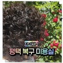 용죽1로 | 디디헤어 용이동미용실 열펌 받고 머릿결 걱정 덜었던 후기