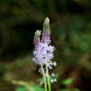 봉래산시름재 | [고흥] 피톤치드 산림욕 편백나무와 삼나무길 봉래산/나로도 우주센터