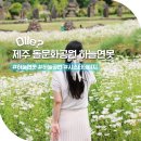 하늘5(동쪽) | 제주 동쪽 가볼만한곳 제주 돌문화공원 하늘공원 샤스타데이지