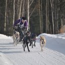 알래스카 "Dog sled 북미 선수권 대회" 이미지