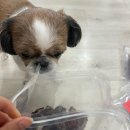 우쭈쭈수제간식 이미지