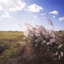 인형극축제 - 만들기 체험 이미지