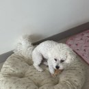 뽀미까까 이미지