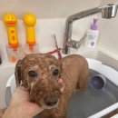 댕댕스파 이미지