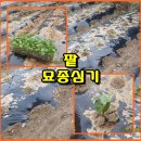 (텃밭/230626) 팥묘종 텃밭에 심기 이미지