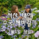서산 하솔마을 해바라기~간월암~모월힐링숲 수국~나문재 카페 이미지