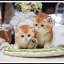 아담스펫 강아지분양 고양이분양 강남점 이미지