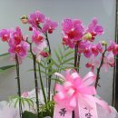 동영개발 이미지