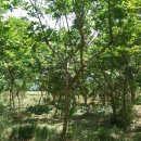 여주-0582 Daum카페