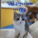 아이캣유 이미지