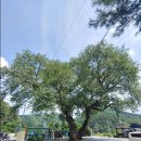 향산미락 | 단양 향산리 삼층석탑