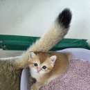 골든캣 골드브숏 골드먼치킨 평택전문점 이미지