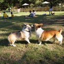 오마이독 이미지