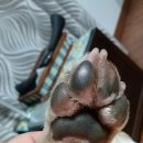 아지발바닥 이미지