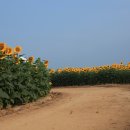 김세희 (함안 강주 해바라기 축제 16,07,10) 이미지