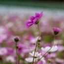 코스모스길14번길 이미지