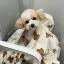 청 애견미용 | 강동애견미용 미미몽에서 푸들 강아지미용 만족 후기