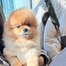 등교하개 이미지