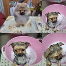 폼나개이뿌개 이미지