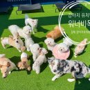 워너비독 이미지