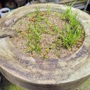 그림정원 이미지