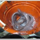 오양짚불곰장어 이미지