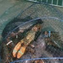 황산초지사계절바다낚시터 이미지