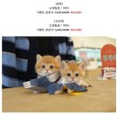 온천장고양이 이미지