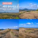 씨유제주동부휴게소점 | 제주 동부 여행 코스 제주도 용눈이오름 난이도 일몰 말 억새 제주 동쪽 오름
