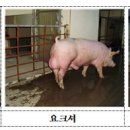 농협경제지주 종돈개량사업소 | 농식품부·농기평, 냄새 덜한 동물복지형 종돈 개발