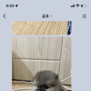 포더독스 강아지 강서 마곡점 이미지