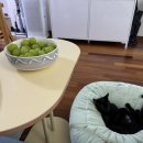 맥 PC 카페 오송점 | 이런 연휴 또 없습니다 (2)