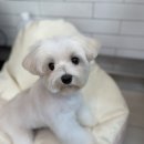 꼬미의 임보일기 Ep.3 | 꼬미가 뛰기(?) 시작했어요! 이미지