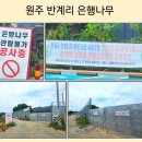 (주)신영토건 | 은행나무광장 조성사업으로 25년 3월 5일~26년 2월 27일 까지 원주 반계리 은행나무 관람이 불가합니다.😭