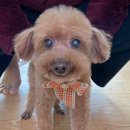 유니스펫살롱 이미지