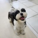강아지미용실 이미지