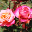 이곡장미공원 이미지