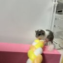 파충류샵게코몽