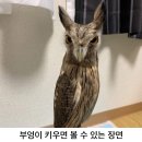 부엉이 PC방 이미지