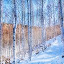 자작나무 숲 이미지