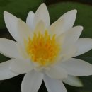 백련주유소 이미지