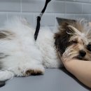 펫살롱케이 이미지