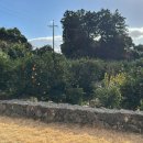 의귀하루 이미지